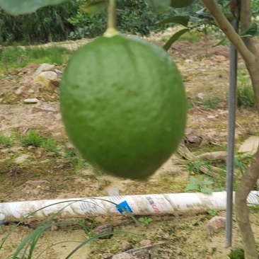 香水柠檬
