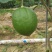 香水柠檬