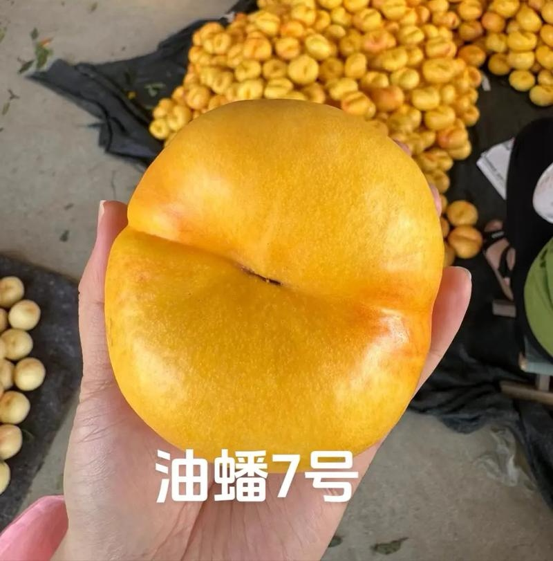 陕西油蟠桃『油蟠7号油蟠9号黄油蟠桃』产地代发全国