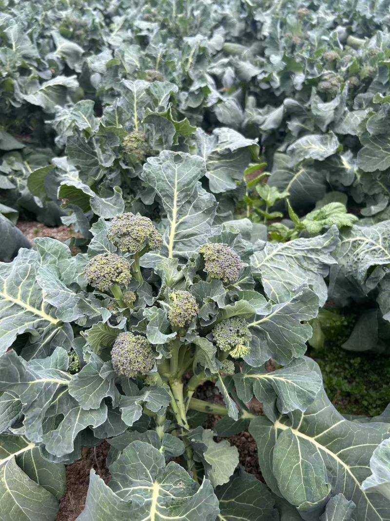 斯利美早熟青花苔种子分枝多耐高温产量高花茎纤维少口感香甜