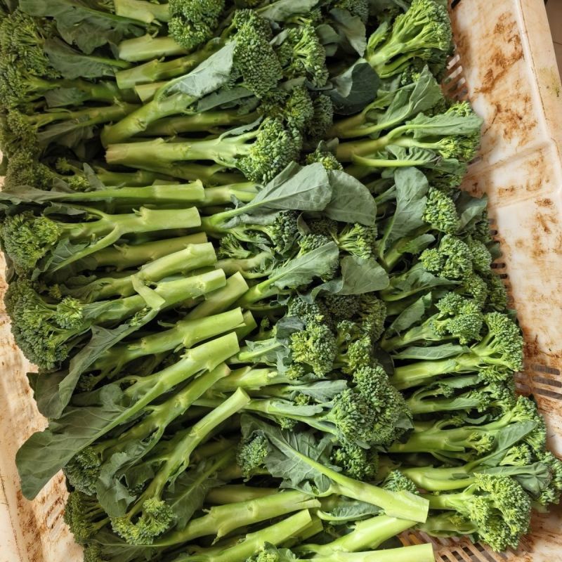 斯利美早熟青花苔种子分枝多耐高温产量高花茎纤维少口感香甜