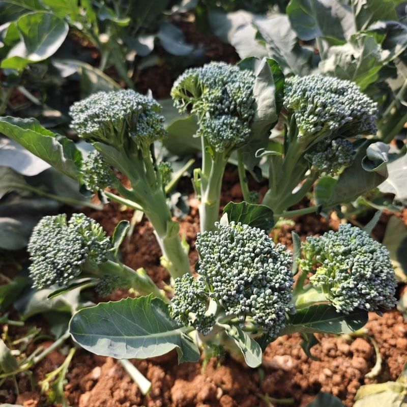 斯利美早熟青花苔种子分枝多耐高温产量高花茎纤维少口感香甜