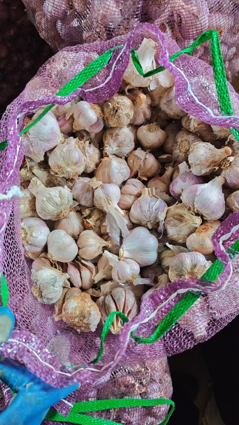 红根蒜苗蒜种基地直供，全国发货，蒜苗蒜种河南
