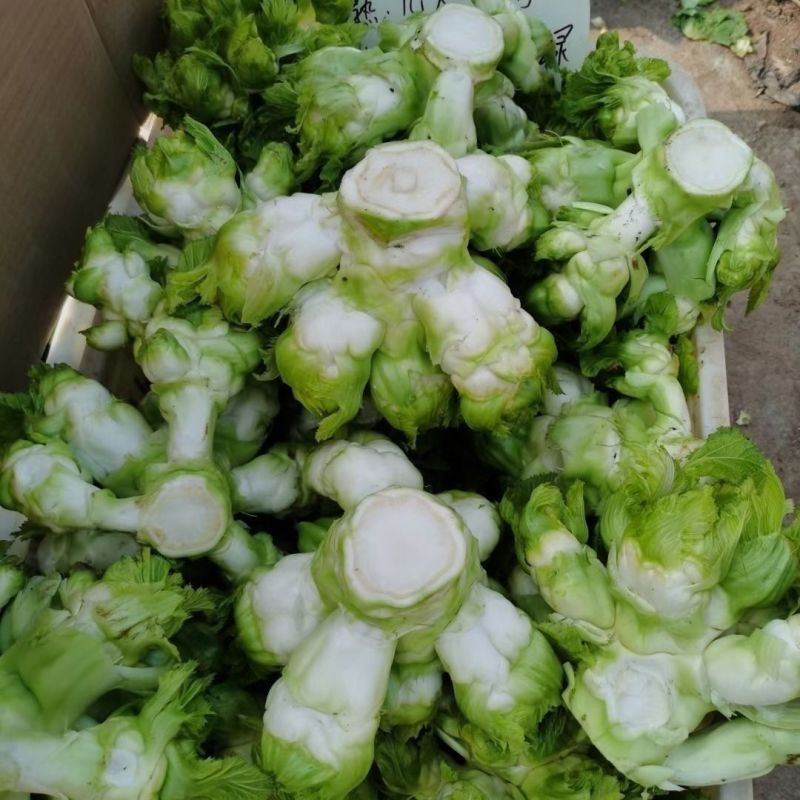 胖子罐儿菜种子薄皮脆嫩粗壮高产抗病商品性佳秋季播