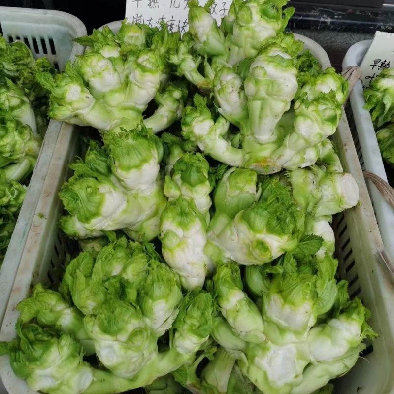 胖子罐儿菜种子薄皮脆嫩粗壮高产抗病商品性佳秋季播