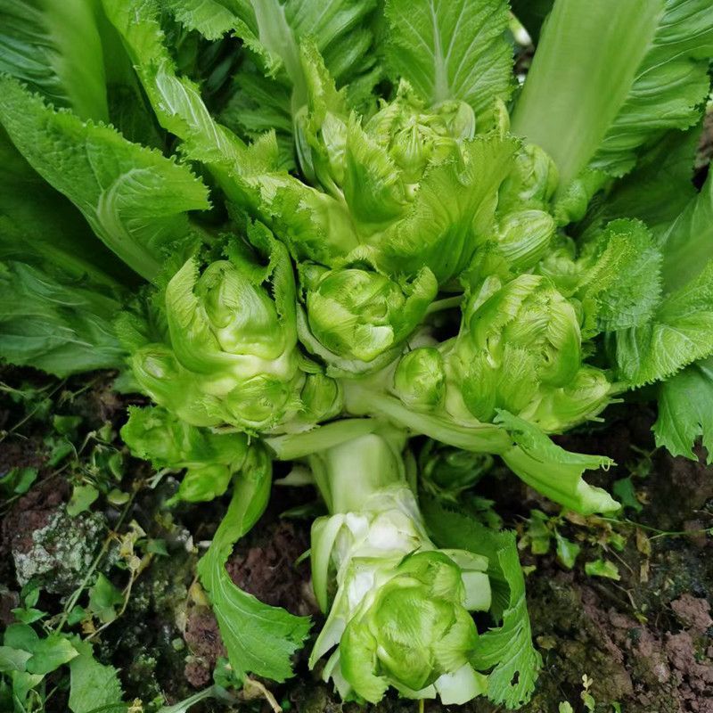 胖子罐儿菜种子薄皮脆嫩粗壮高产抗病商品性佳秋季播