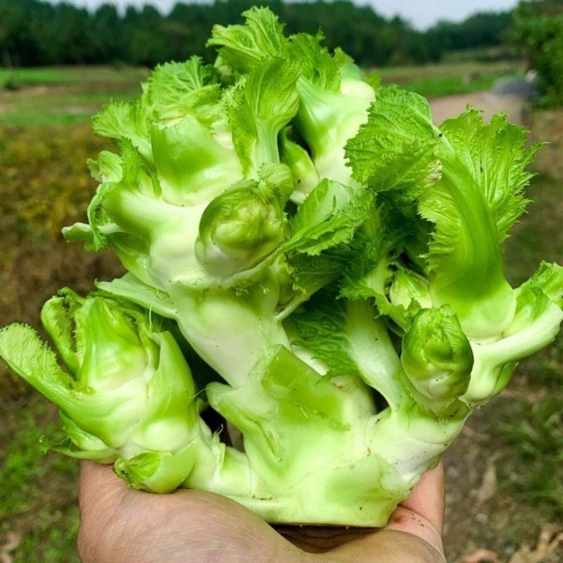 胖子罐儿菜种子薄皮脆嫩粗壮高产抗病商品性佳秋季播