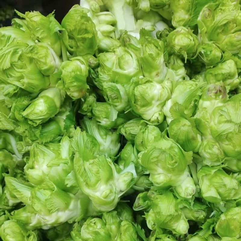 胖子罐儿菜种子薄皮脆嫩粗壮高产抗病商品性佳秋季播
