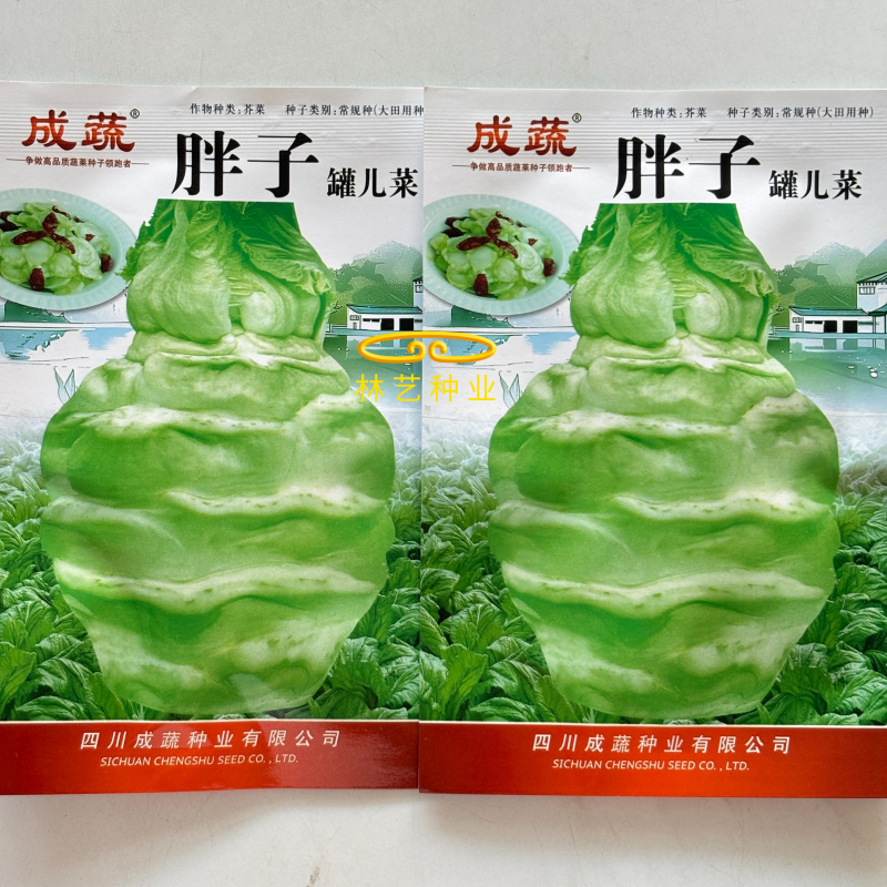 胖子罐儿菜种子薄皮脆嫩粗壮高产抗病商品性佳秋季播