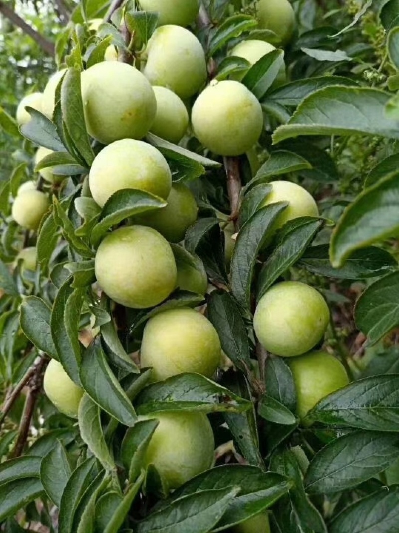 奈李
