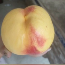 风味天后九月下旬成熟我努力把口感皮毛做到**走高端精品