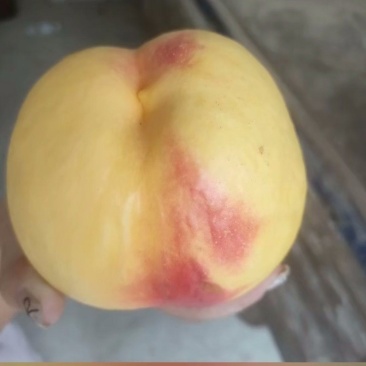 风味天后九月下旬成熟我努力把口感皮毛做到**走高端精品