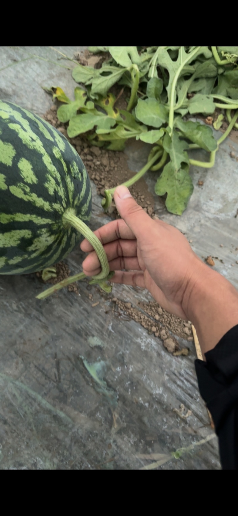 宁夏精品美都麒麟无籽瓜高糖度干瓤口欢迎来电咨询