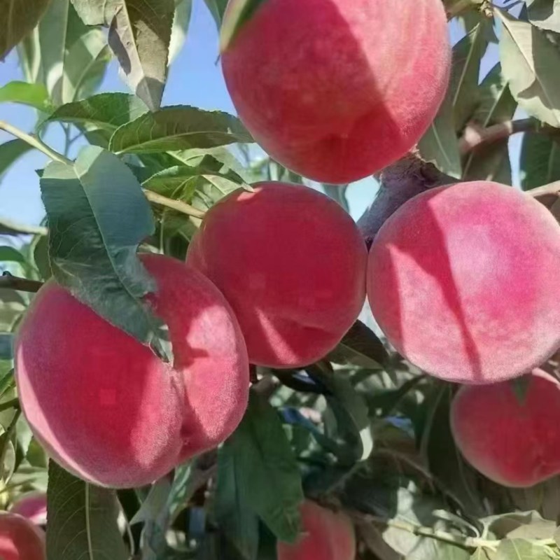甘肃天水秦安，高山精品水蜜桃