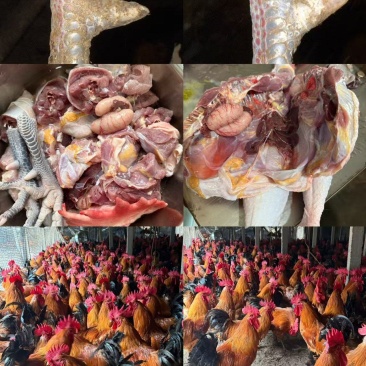 淮南王土鸡