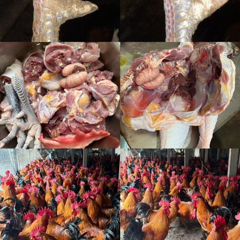 淮南王土鸡