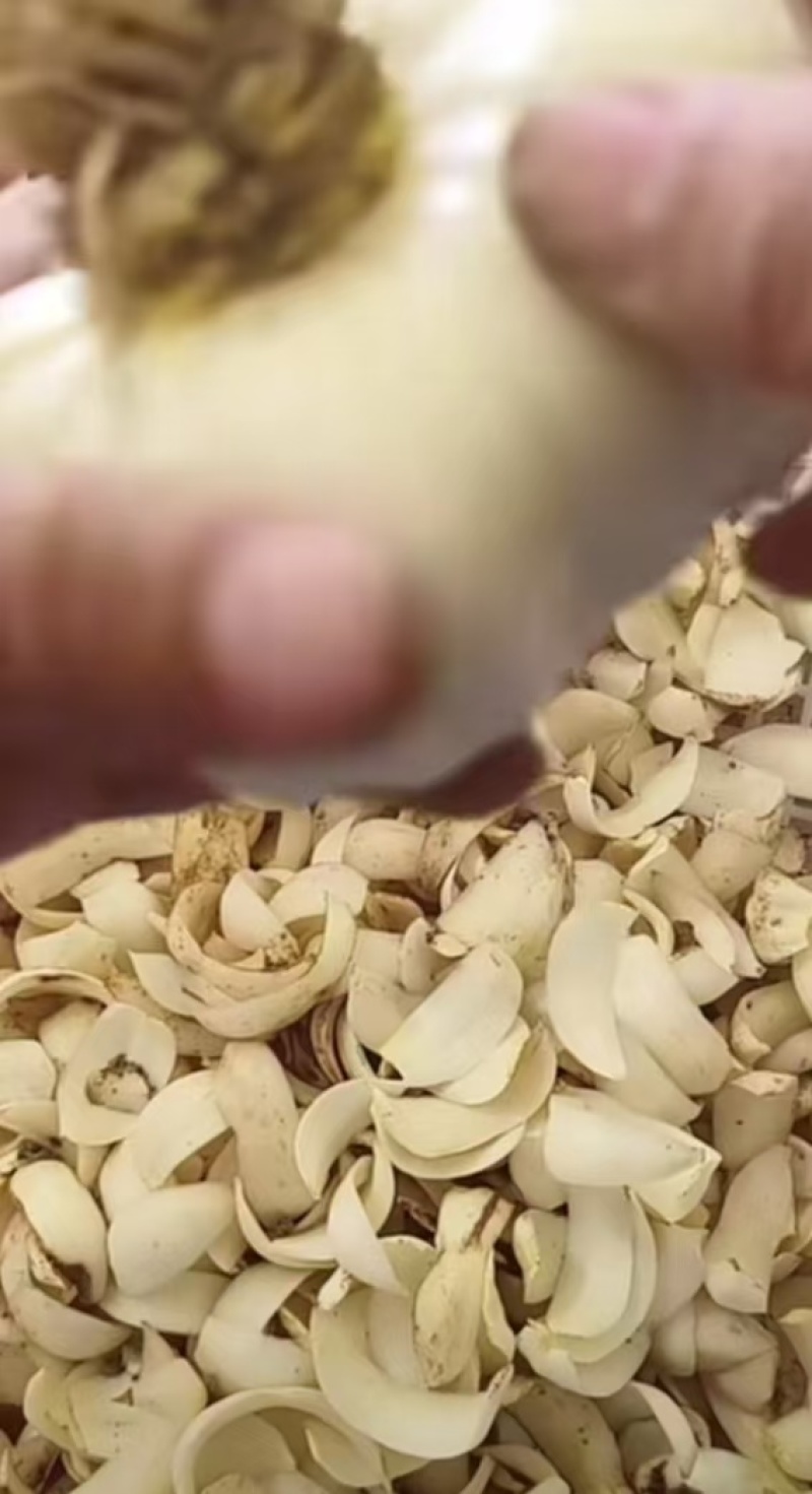 龙牙发片种拨片种球