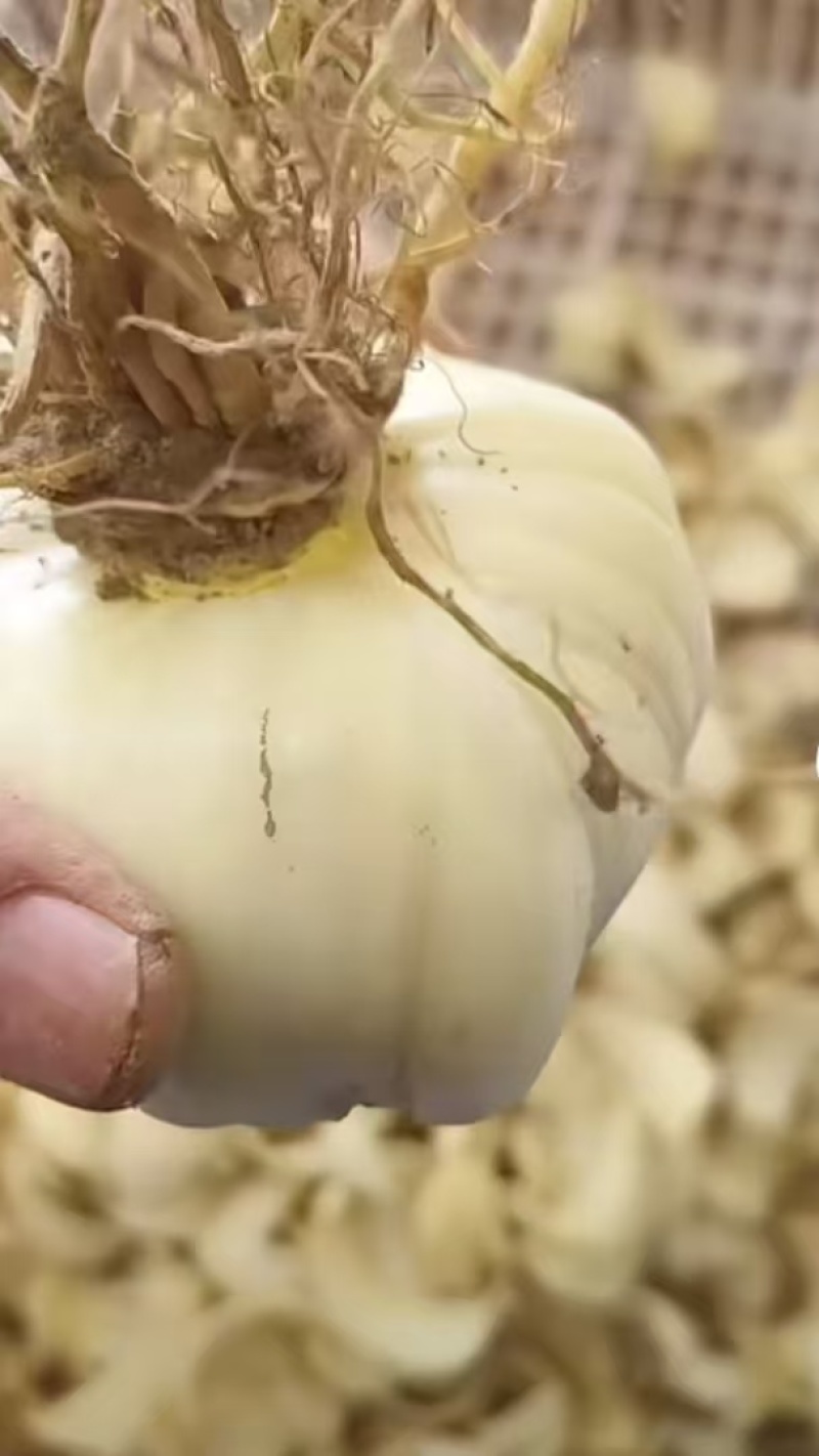 龙牙发片种拨片种球