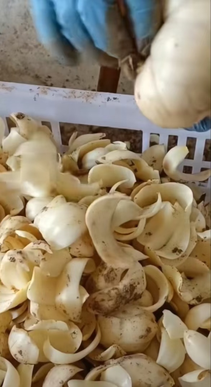 龙牙发片种拨片种球