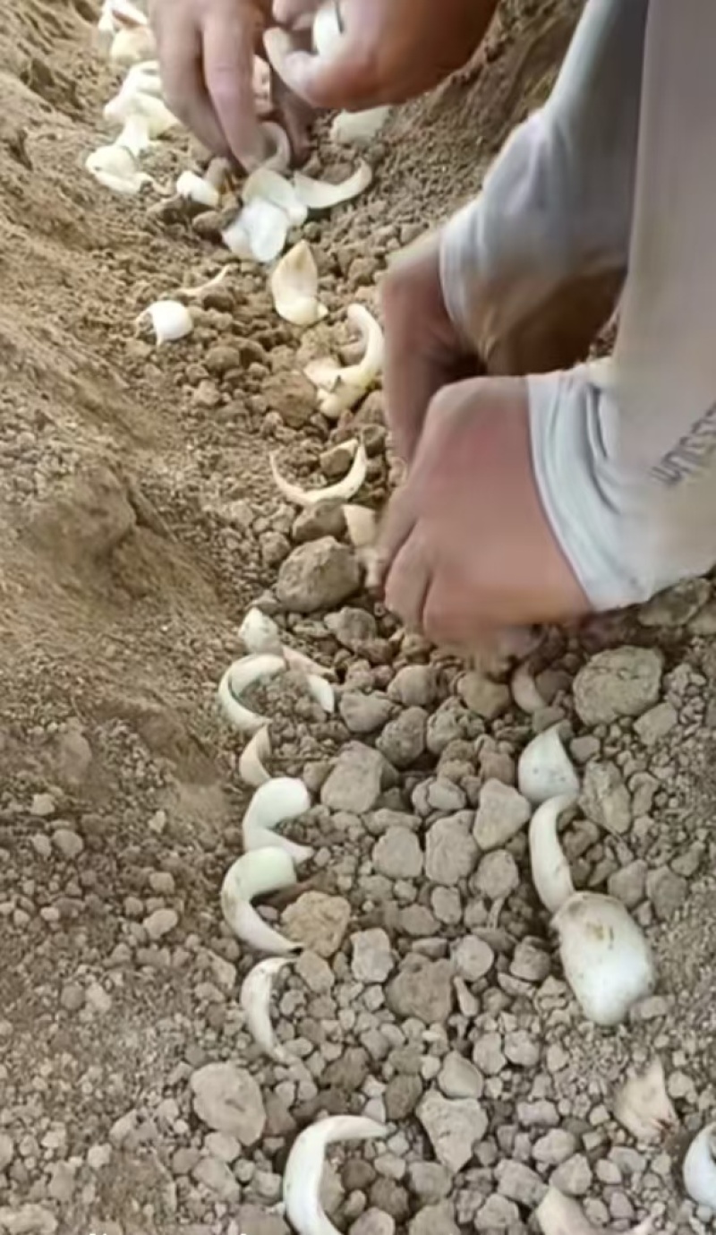 龙牙发片种拨片种球