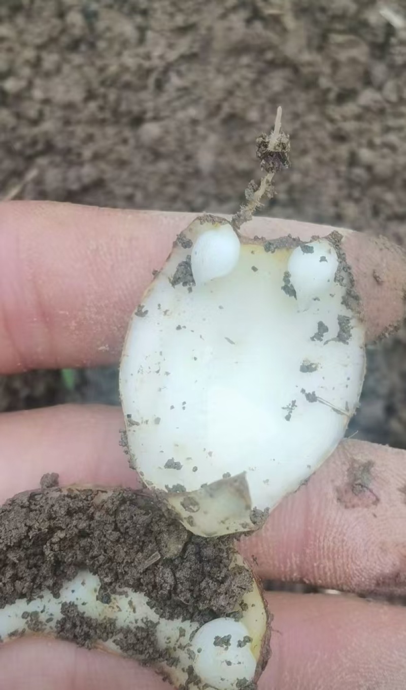 龙牙发片种拨片种球