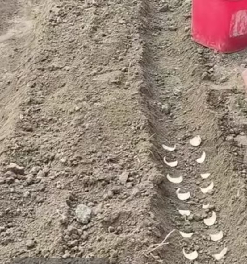 龙牙发片种拨片种球