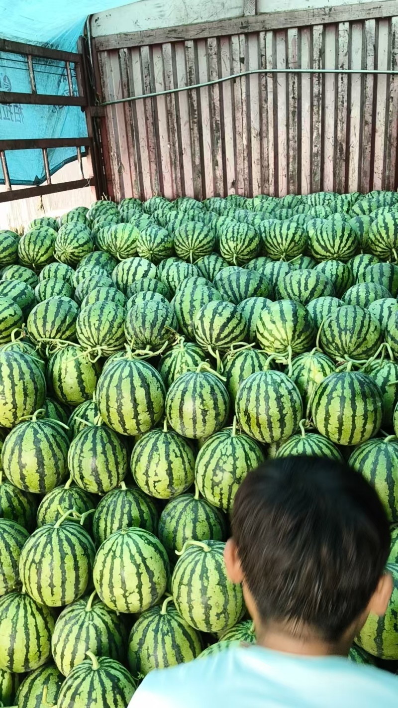 无籽麒麟