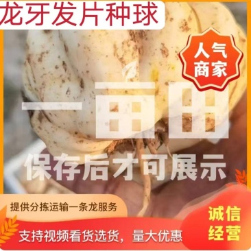 龙牙发片种拨片种球