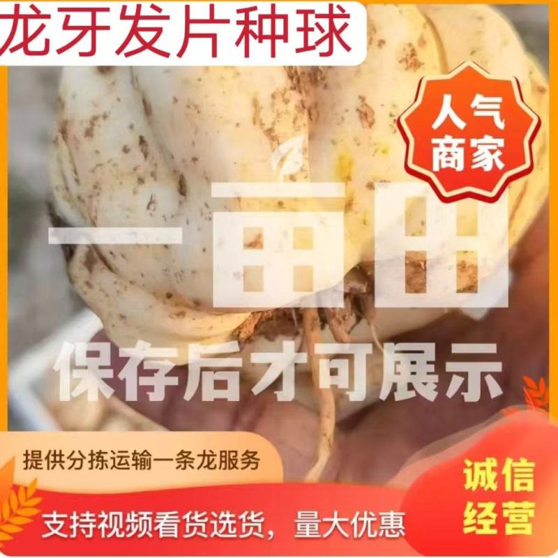 龙牙发片种拨片种球