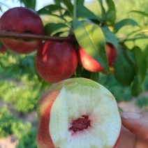 珍珠枣油桃离核脆甜