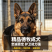 纯种德国牧羊犬骨架大忠诚护主，看家陪伴放牧全能疫苗