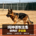 纯种德国牧羊犬骨架大忠诚护主，看家陪伴放牧全能疫苗