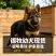 纯种德国牧羊犬骨架大忠诚护主，看家陪伴放牧全能疫苗