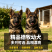 纯种德国牧羊犬骨架大忠诚护主，看家陪伴放牧全能疫苗
