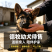 纯种德国牧羊犬骨架大忠诚护主，看家陪伴放牧全能疫苗