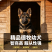 纯种德国牧羊犬骨架大忠诚护主，看家陪伴放牧全能疫苗