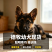 纯种德国牧羊犬骨架大忠诚护主，看家陪伴放牧全能疫苗