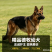 纯种德国牧羊犬骨架大忠诚护主，看家陪伴放牧全能疫苗