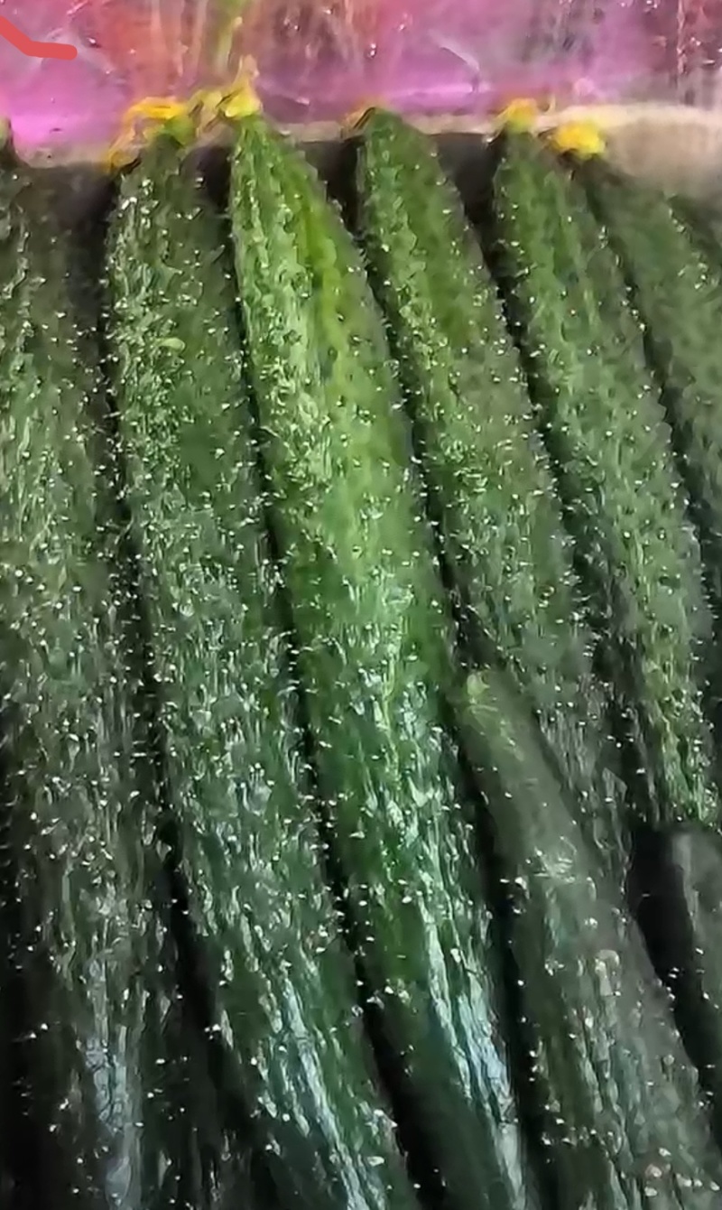 山东密刺黄瓜