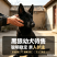 纯种中华黑狼犬通体乌黑骨架壮，忠心护主看家护院好驯