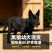 纯种中华黑狼犬通体乌黑骨架壮，忠心护主看家护院好驯
