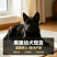 纯种中华黑狼犬通体乌黑骨架壮，忠心护主看家护院好驯