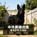 纯种中华黑狼犬通体乌黑骨架壮，忠心护主看家护院好驯