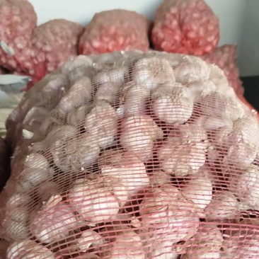 紫皮大蒜大量上市质量好价格低并有专业团队为你服务