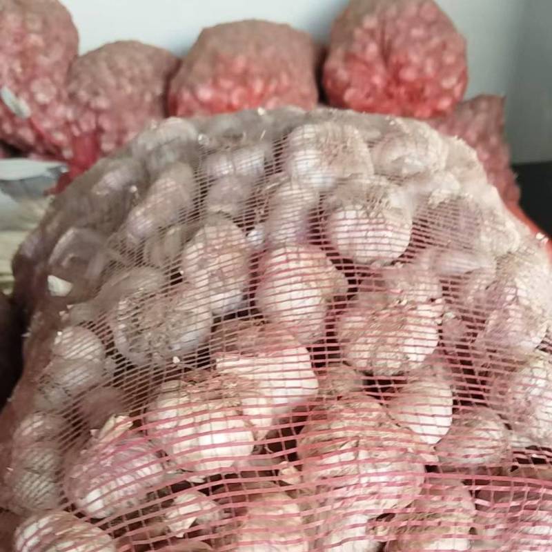 紫皮大蒜大量上市质量好价格低并有专业团队为你服务