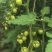 各种小番茄