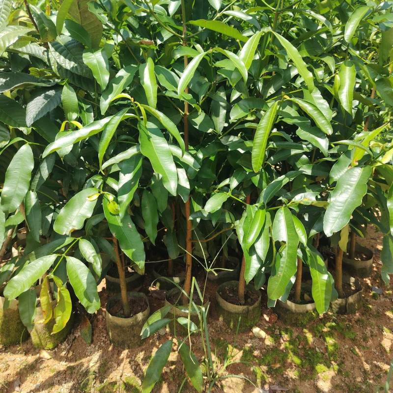 啊恰恰山竹树苗