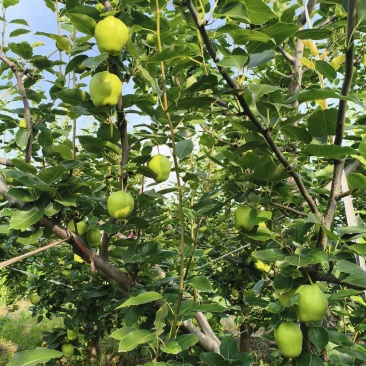 自家种植果园梨子，酥脆可口，汁水多，个头大，品相好。