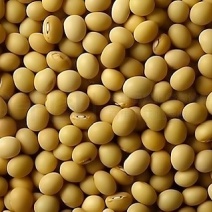 卖黄大豆80多吨，优质黄豆蛋白39-40不零卖