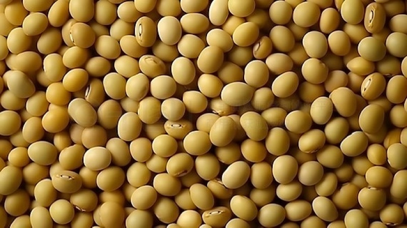 卖黄大豆80多吨，优质黄豆蛋白39-40不零卖